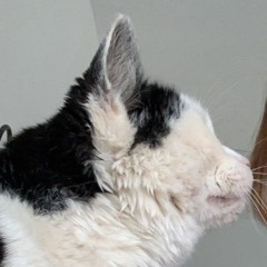 Mice On Venus but Extra Nostalgic