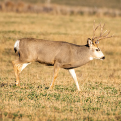 Panhandle Afield: The Rut