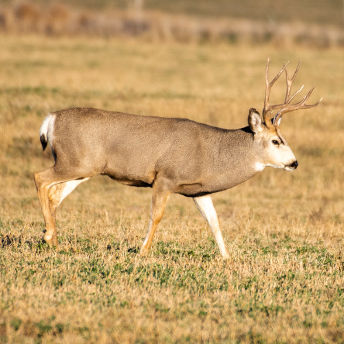 Panhandle Afield: The Rut