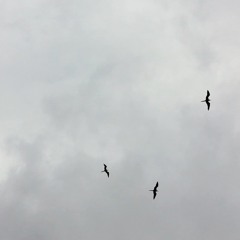 Seabirds, from Stop the Clock