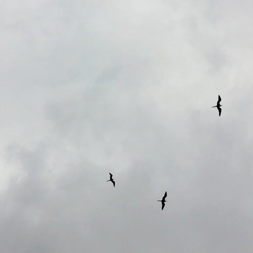 Seabirds, from Stop the Clock