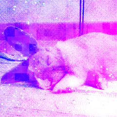 buncore 2 - a beautiful evening nap