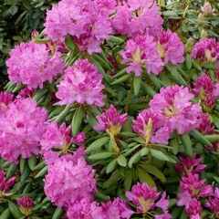 Rhododendron DOON!