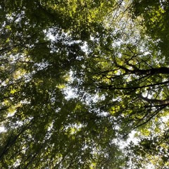 good grades at de school