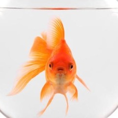 capsule for red fish (disquiet0534)