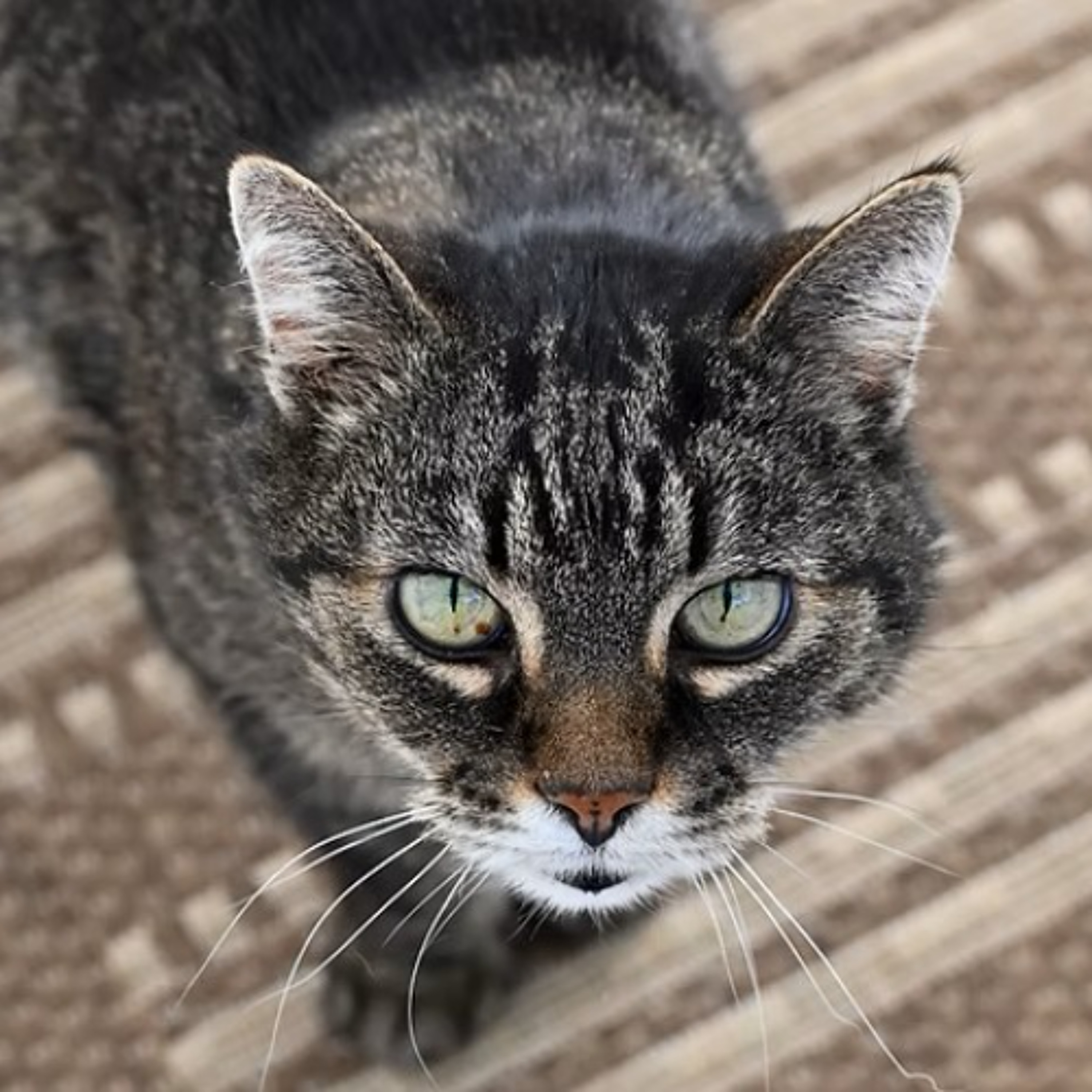 Körbchen gesucht vom 27.05.2026 - Kater Ragnar episode artwork