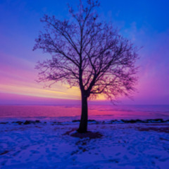 Brad Jolly - December Dawn