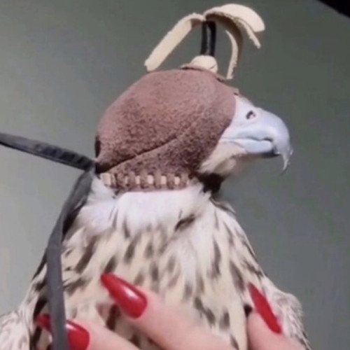 يا معذبي بالحب