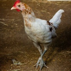 Chicken High Heels Guitar&drums Only