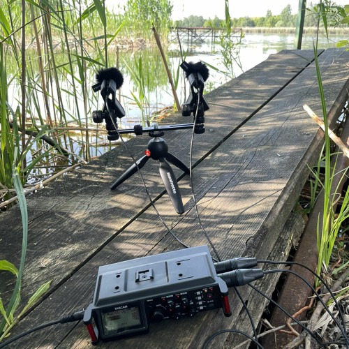 frogs & birds at the pond - Earsight Stereo Pair + Tascam DR-70D - 2023-05-21