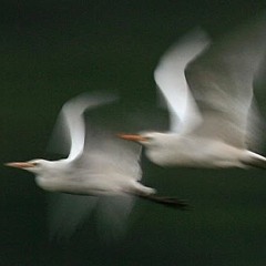 Slow Motion (falling in love)