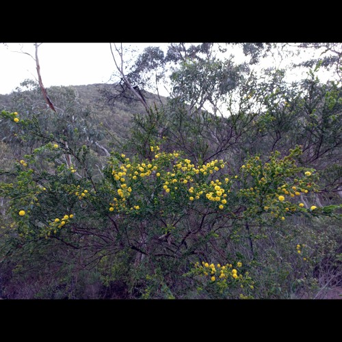2022.09.01 Near Tapanappa Lookout. First Day Of Spring. Deep Creek NP.