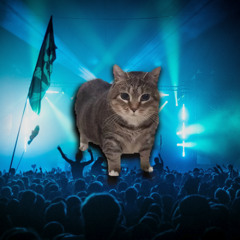 OIIA Cat