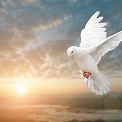 Dove