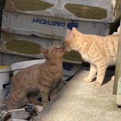 Fake Kisses (p. Bhertuy)