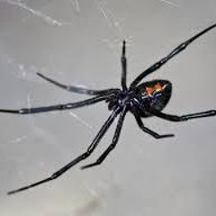 Black Widow