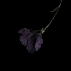 WILDFLOWER - Billie Eilish (cover)