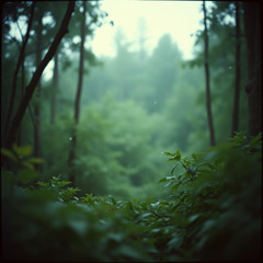 Rain