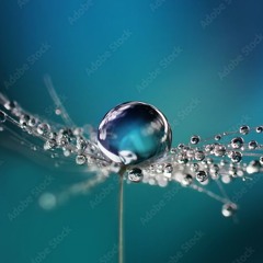 Silent Drops (Seagull, Peter, David)