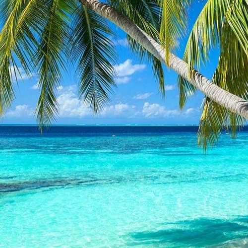 Tropical Paradise