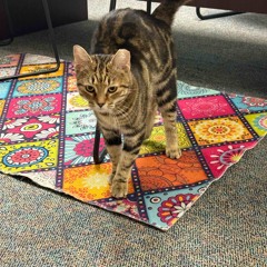 pain is art snippet (Prod. miloofly )