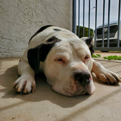 Bubba and Rachels Techno After Party