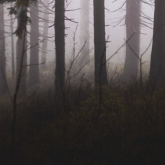 The Misty Path Through the Dark Forest