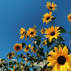 FLOWERS - MONDAY