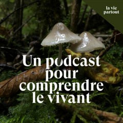 Qu'est-ce qu'une forêt [partie 1]