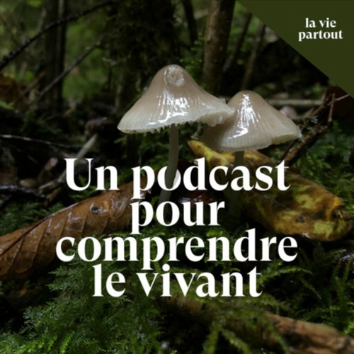 Qu'est-ce qu'une forêt [partie 1]