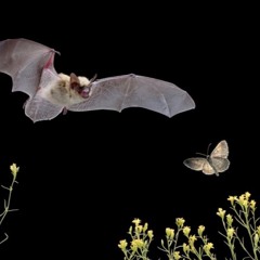 Bats