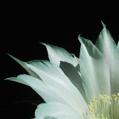 I N D U L G E N C I ∆