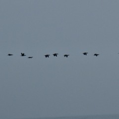 Sussam gönül razı değil