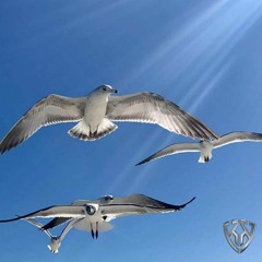 Break Free & Fly Away