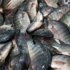 Governo de SC proíbe entrada e comercialização de tilápia do Vietnã para blindar produção estadual contra vírus exótico