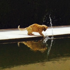 Golden Hour - April 2020