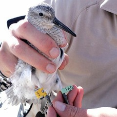 Robitussin Discussion