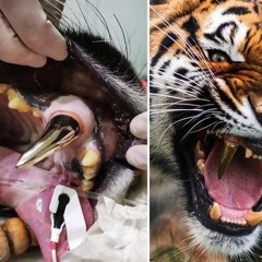 Brethren (prod. antonie)