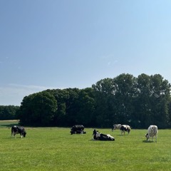 Sunday vibes (160 edition)