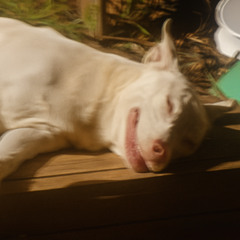 Run To The Cave (TPC 450 GOLD EGG WINNER)