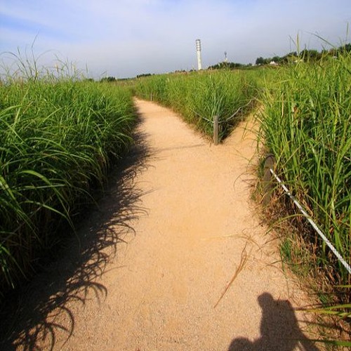 Stream Di Persimpangan Dilema Nora Terry Cover By Kurniawan Hartanto Listen Online For Free On Soundcloud