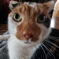 whafubhkdsbhjlfsdnihjlbfdsnjifds