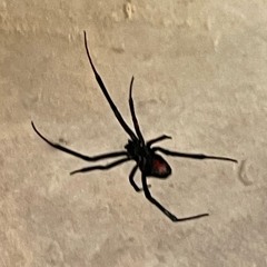 OhWELLIFiKRASH Kell Kapone