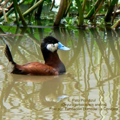 Meditación Pausa en el caos