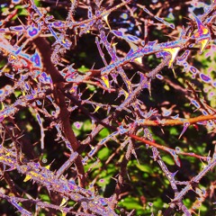 THICKETS and THORNS (Audric Jankauskas/Harry Jacobson-2025)