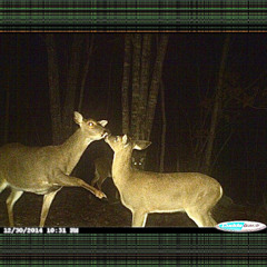 i'll suck your dick, but the bow tie stays on