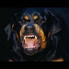 Hound Cypher Normo x HunchoLuke x Drewskii x Char Charr