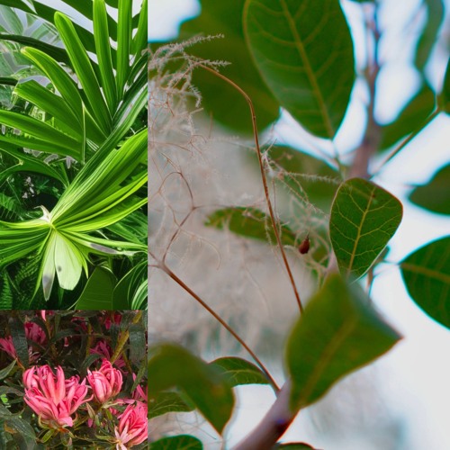 lz beat ( ginseng table 6 )