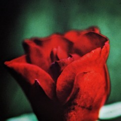 01 Spanish Rose                  Stytz/Pee Gee