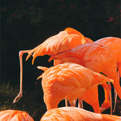 IF A FLAMINGO HAD A CASSETTE PLAYER (free download)